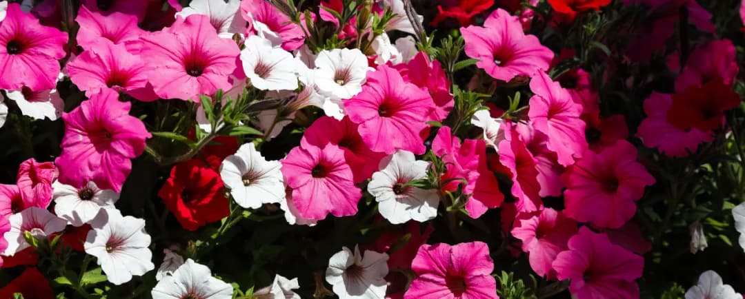 Surfinie kiedy na balkon – uniknij przymrozków i ciesz się kwitnieniem