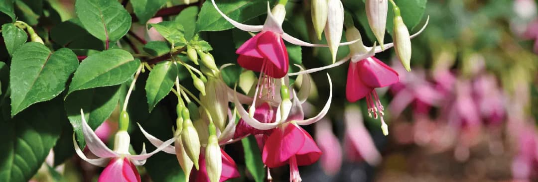 Fuksja kiedy na balkon – uniknij przymrozków i ciesz się kwiatami